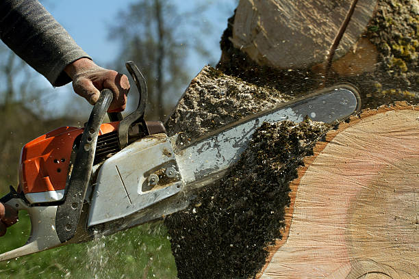 Best Best Tree Removal Services  in Adrian, MO